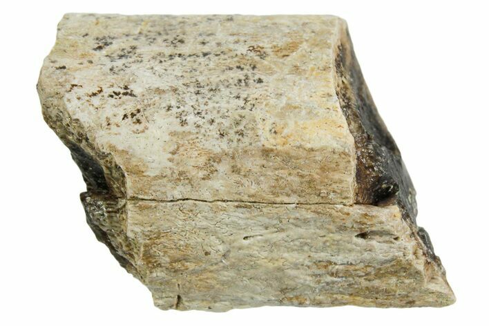 Fossil Tyrannosaur (T rex) Bone Section - Wyoming #352911